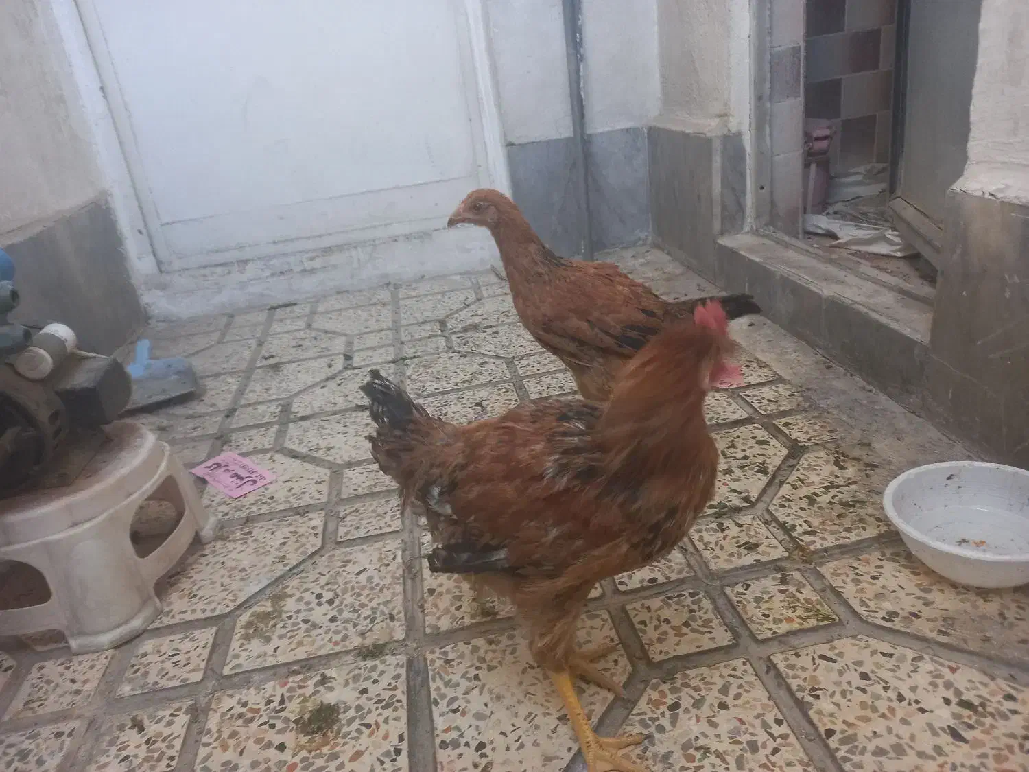 یک عدد مرغ و یک عدد خروس|حیوانات مزرعه|گلستان (تهران), |دیوار