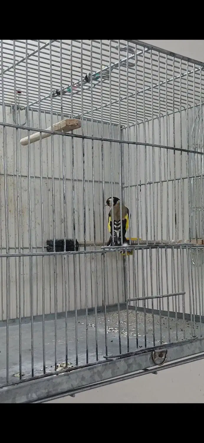 سهره|پرنده|کبودرآهنگ, |دیوار