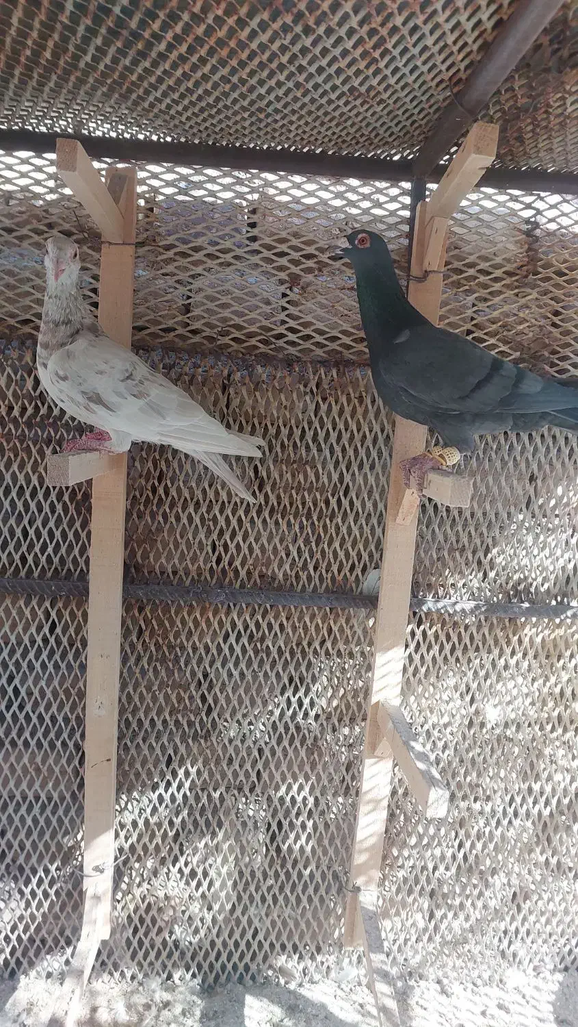 یک جفت کفتر کارخانه|پرنده|قزوین, |دیوار