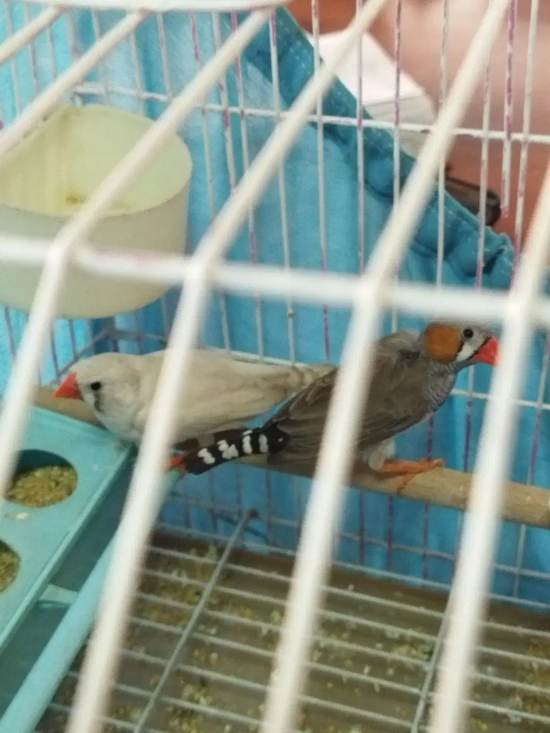 تلویزیون وفنج مولد|تلویزیون و پروژکتور|تهران, صاحب الزمان|دیوار