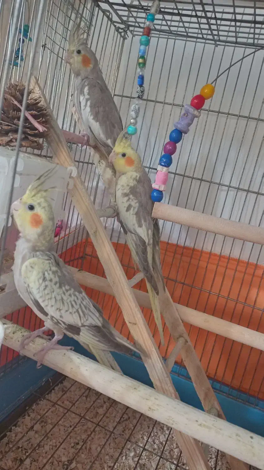 جوجه عروس هلندی|پرنده|فردیس, فرامرزیه|دیوار