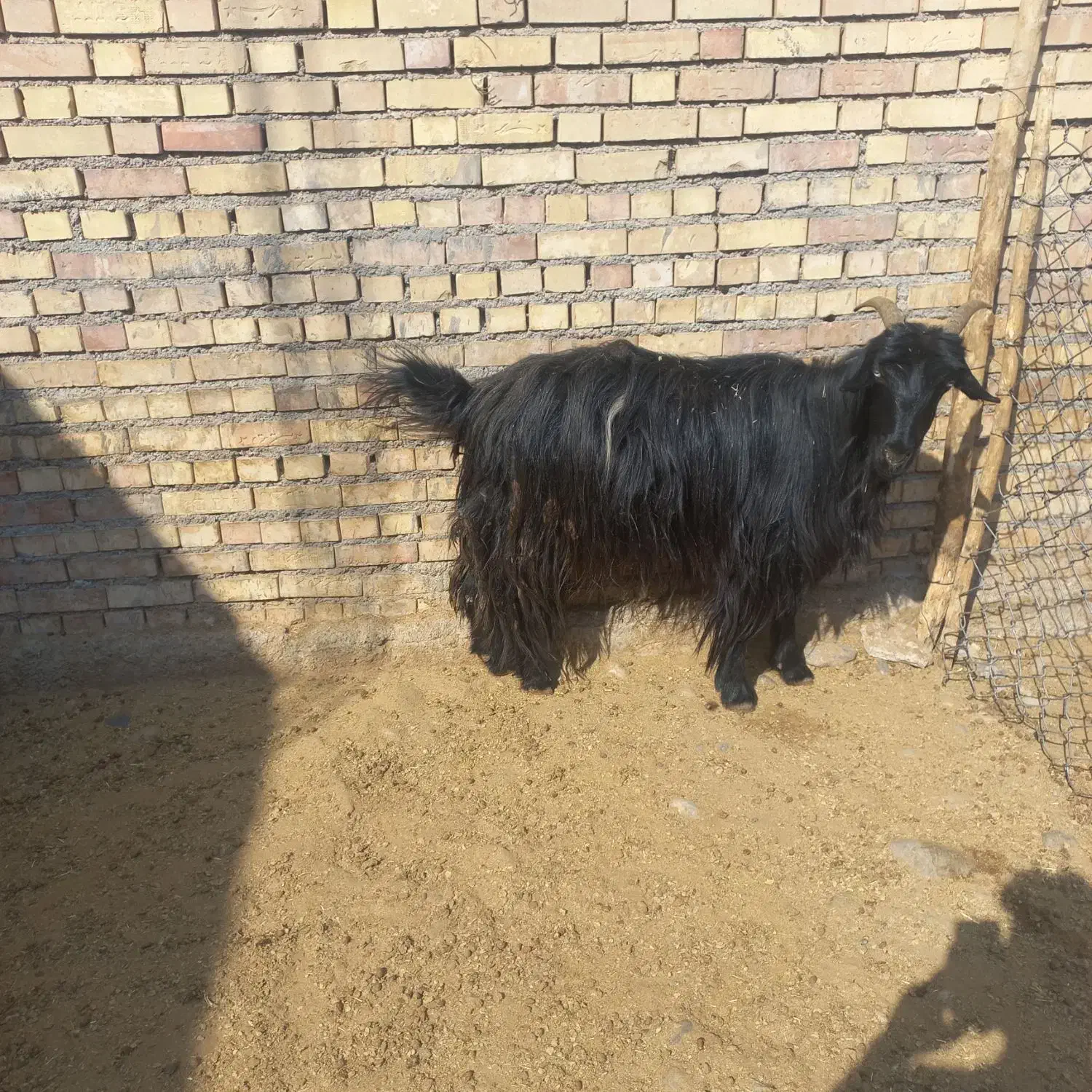 بز داشتی|حیوانات مزرعه|اندیمشک, |دیوار