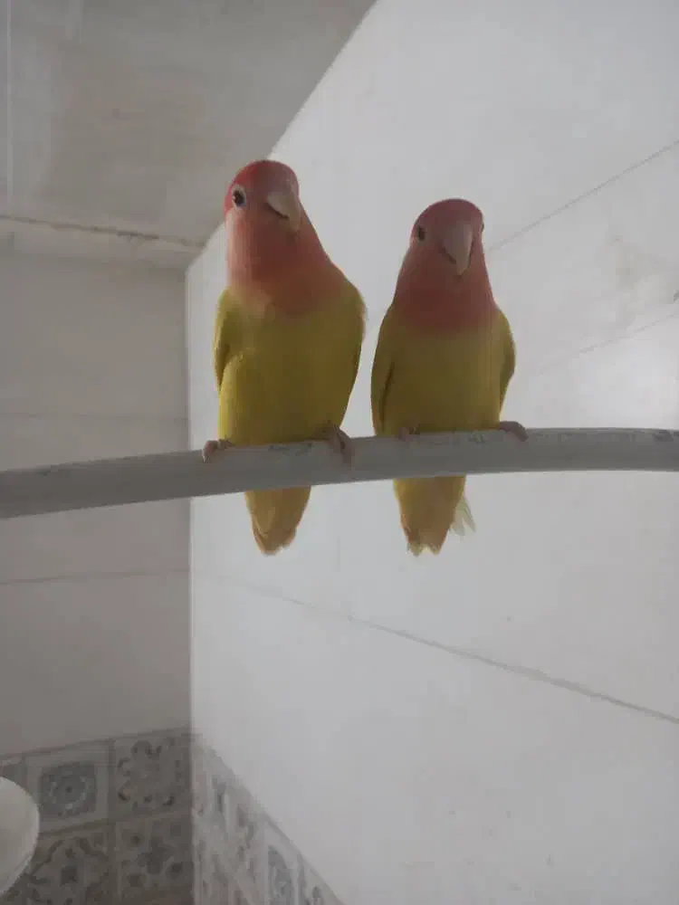 طوطی|پرنده|بهبهان, |دیوار