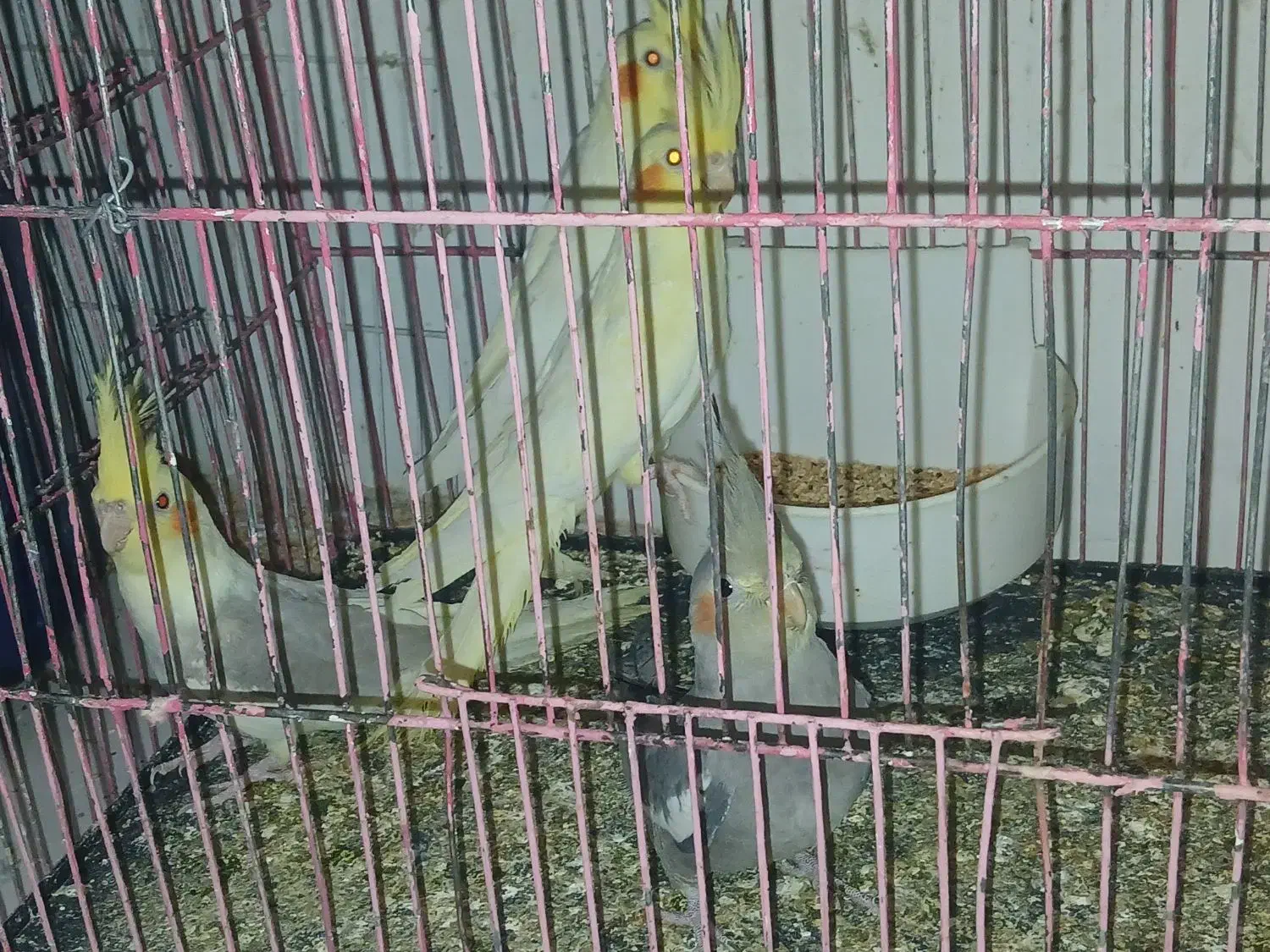 جوجه عروس هلندی|پرنده|گلبهار, شهر جدید گلبهار|دیوار