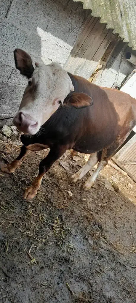 گاونر ورزا سیمینتال اصیل|حیوانات مزرعه|رشت, فرودگاه سردار جنگل رشت|دیوار