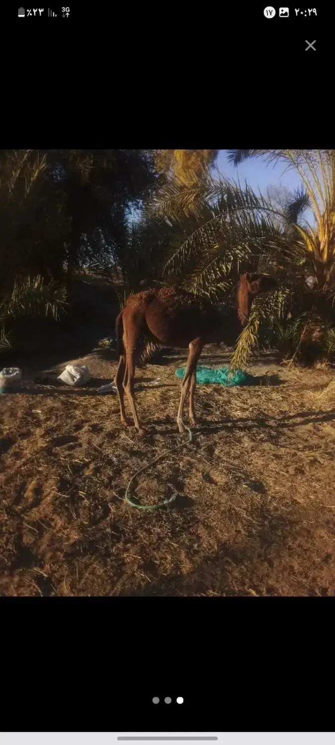 بچه شتر (نر)|حیوانات مزرعه|دلگان, |دیوار