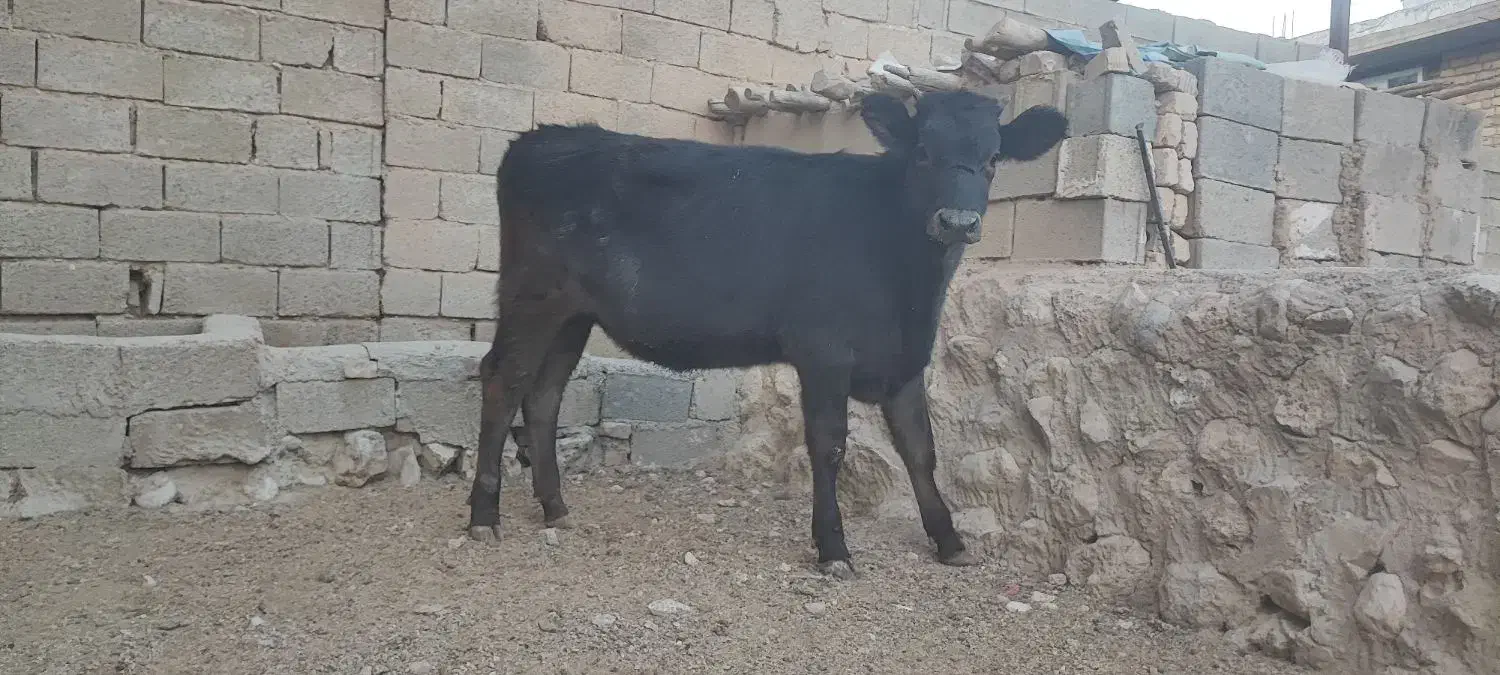 گاو و گوساله (تلیسه برانسویس)|حیوانات مزرعه|کامفیروز, |دیوار