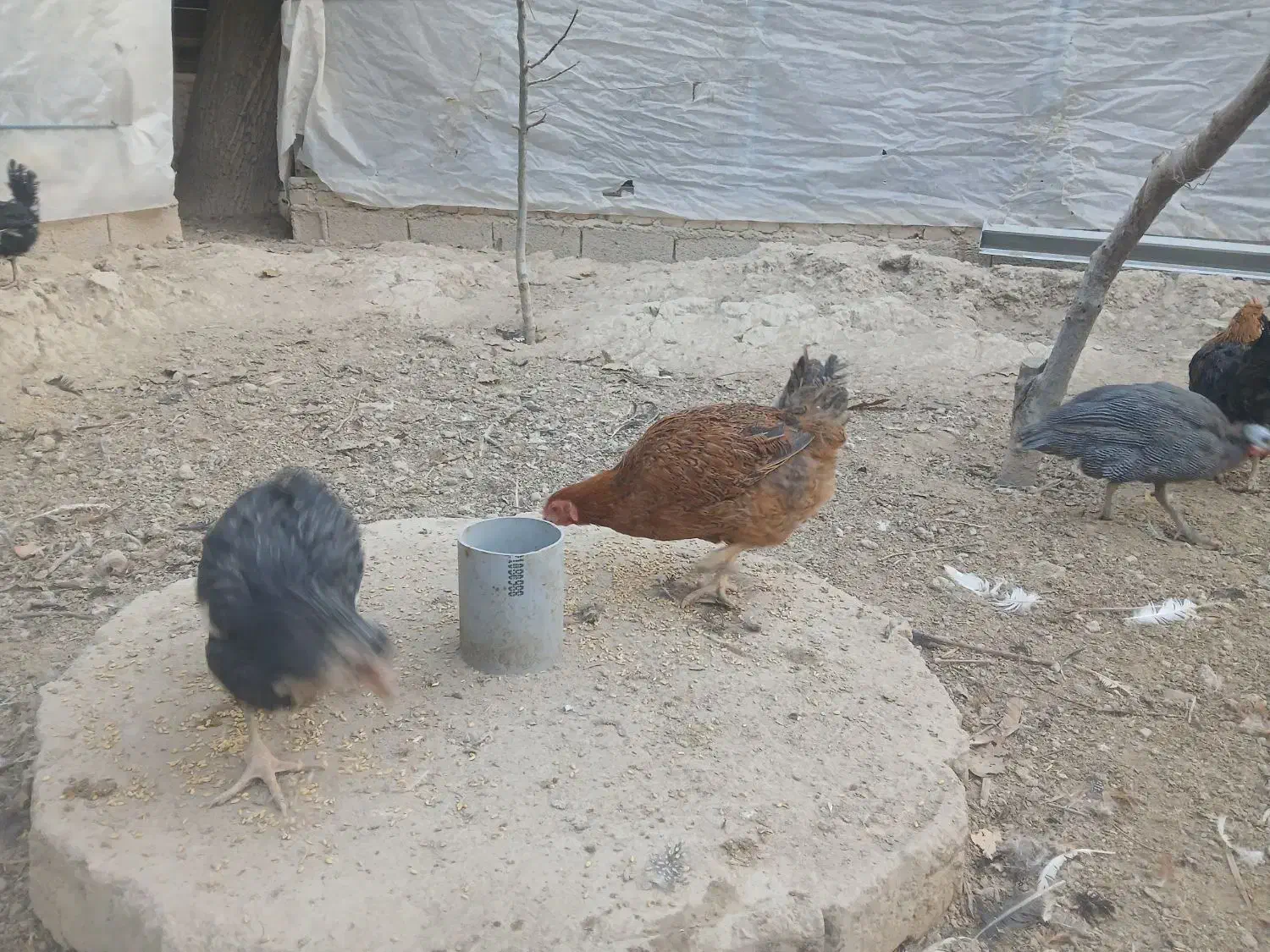 مرغ و خروس گلین ، گلپایگانی ، شاخدار|حیوانات مزرعه|وحیدیه, |دیوار