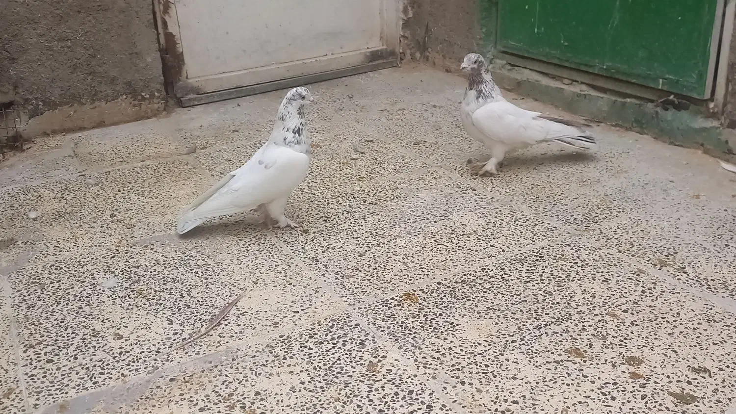 کفتر خوب بدرد بخور|پرنده|قلعه نو, |دیوار