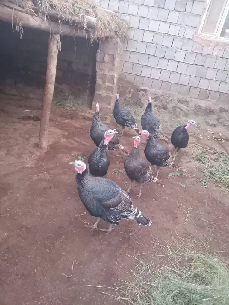 بوقلمون|حیوانات مزرعه|قره ضیاالدین, |دیوار