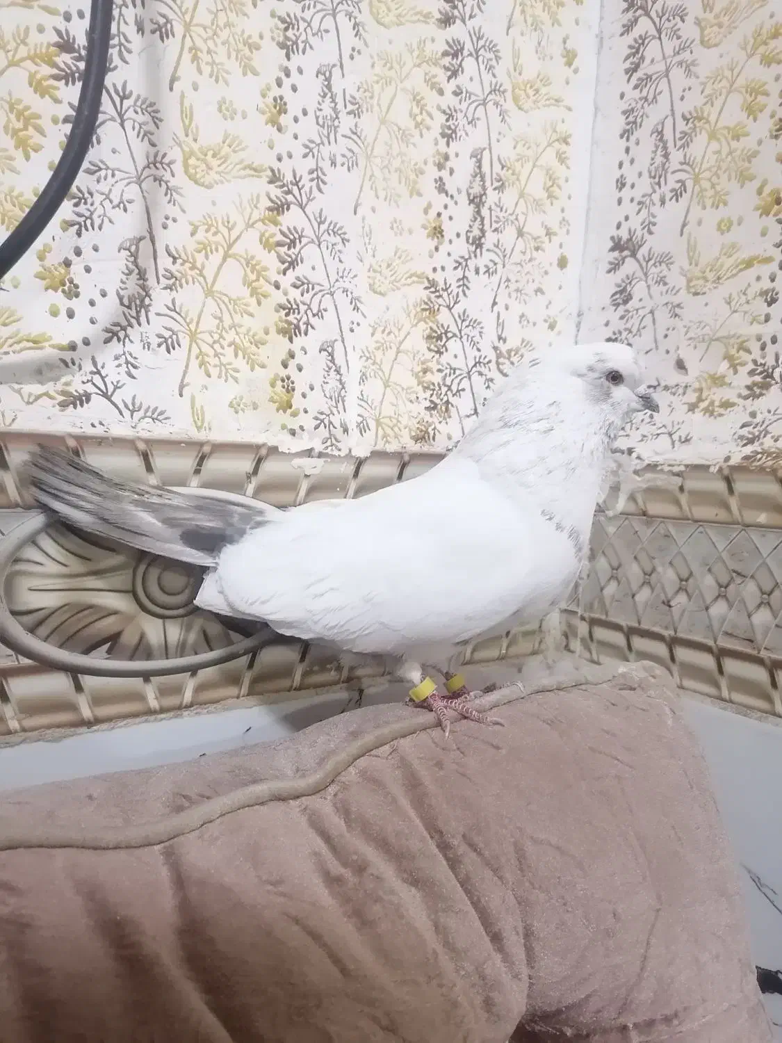 کفتر پرنده|پرنده|بم, |دیوار