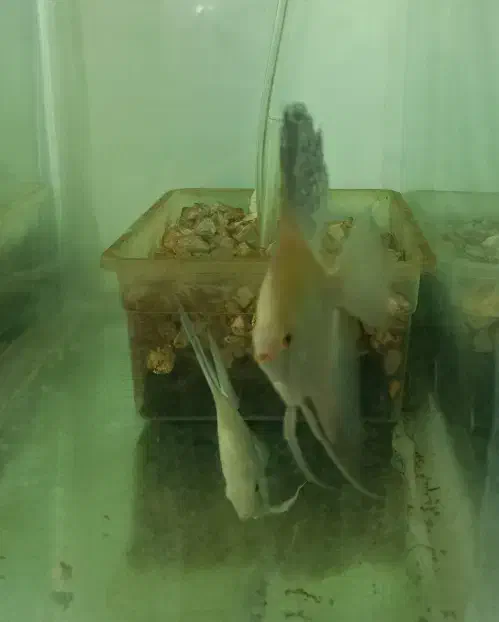 آنجل مولد بلغاری|ماهی|خسروشاه, |دیوار