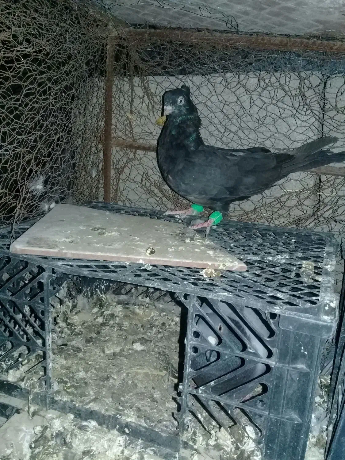 ابادانی ملقی|پرنده|جیرفت, |دیوار