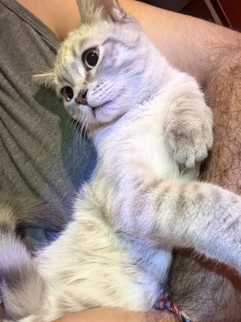 گربه میکس سلطنتی|گربه|فردیس, فردیس|دیوار