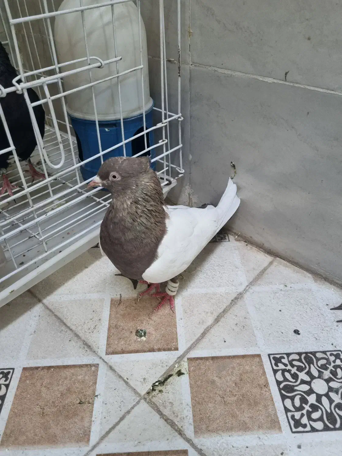 کبوتر سینه قهوی|پرنده|اهواز, شهرک رزمندگان|دیوار