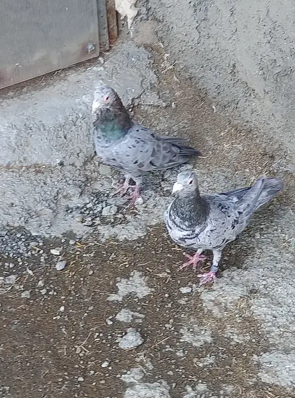 نامه بر|حیوانات|کرمانشاه, |دیوار