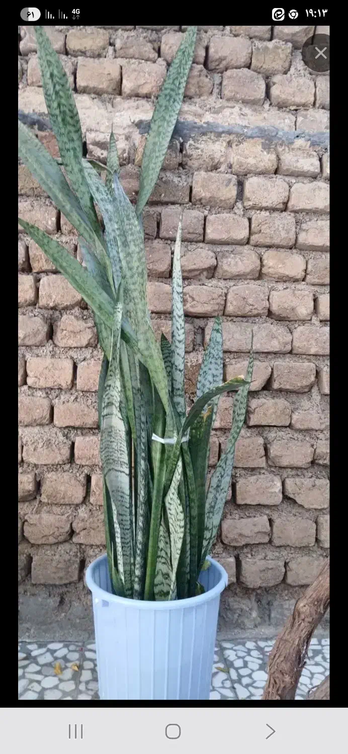 گل طبیعی|گل و گیاه طبیعی|خرم‌آباد, |دیوار