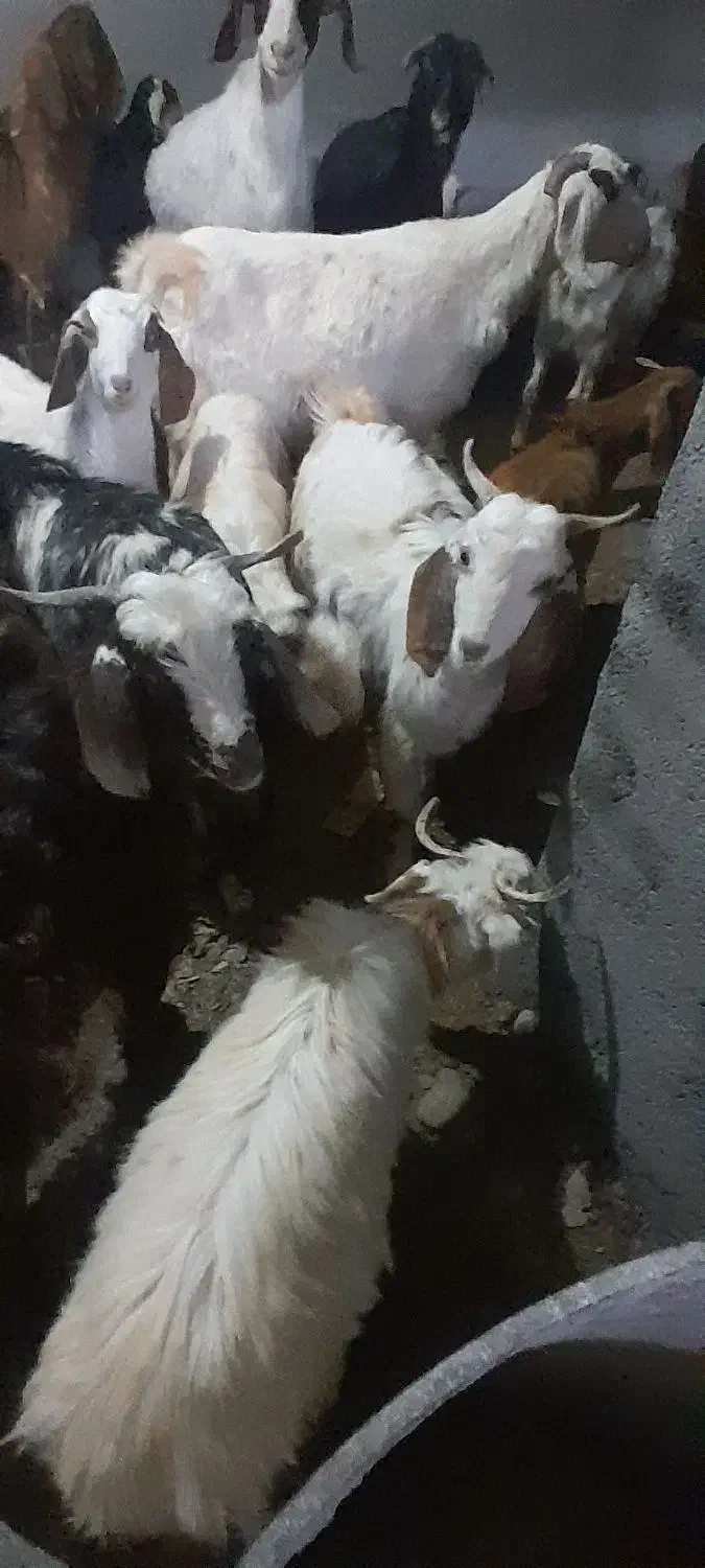 بز و بزقاله|حیوانات مزرعه|قوچان, |دیوار