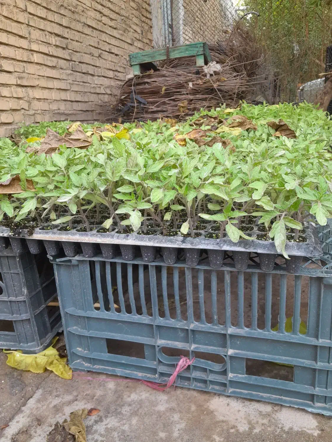 کشاورزی|خدمات باغبانی و درختکاری|اندیمشک, |دیوار