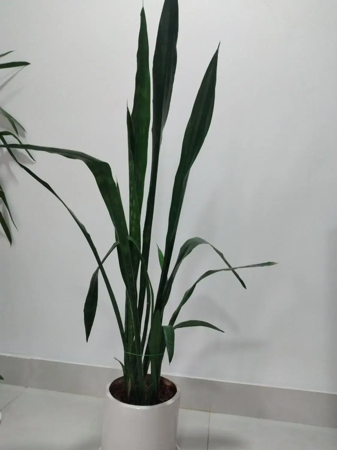 گل طبیعی سانسوریا ،یوگا،دیفن،|گل و گیاه طبیعی|دهلران, |دیوار