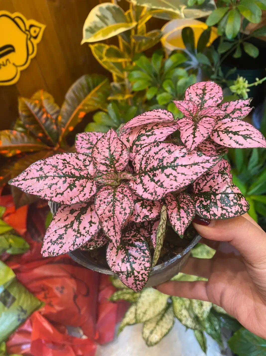 گل های طبیعی|گل و گیاه طبیعی|اراک, |دیوار