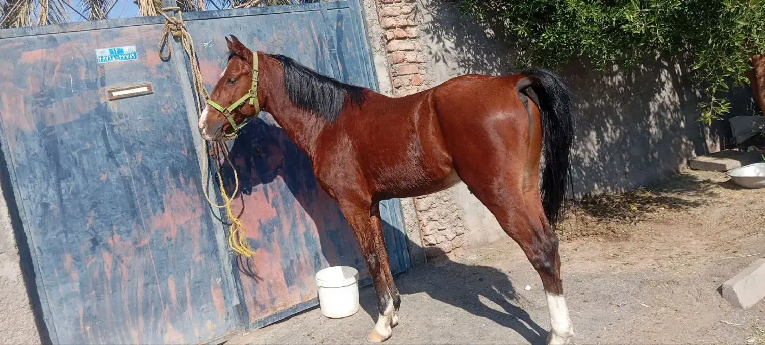 نریون|اسب و تجهیزات اسب‌سواری|بم, |دیوار