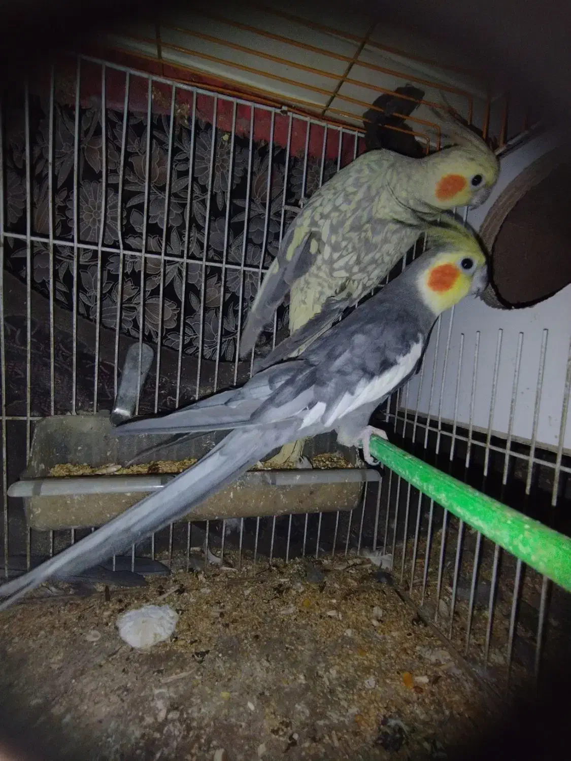 عروسی هلندی جفت و تک جفت مرغ عشق معاوضه دارم|پرنده|مشهد, شهید بهشتی|دیوار