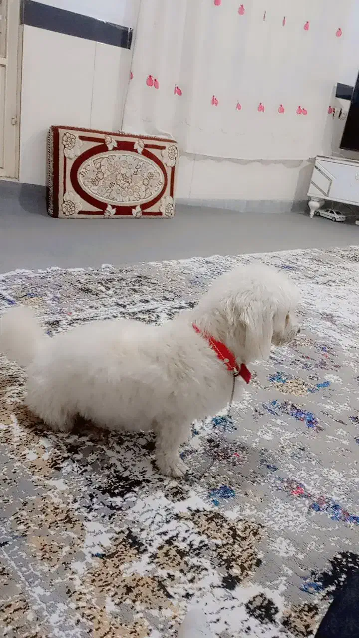 سگ پاکوتاه|سگ|مریوان, |دیوار