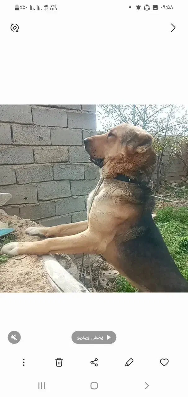 سلام سگ پژدر ۱۷ ماهه چند جفت عروس هلندی|سگ|ایجرود, |دیوار