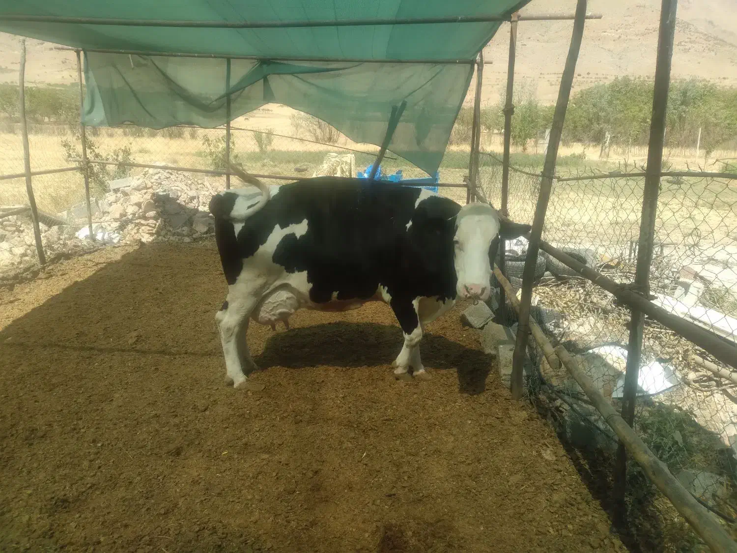 فروش گاو شیری سیمینتال|حیوانات مزرعه|اردل, |دیوار