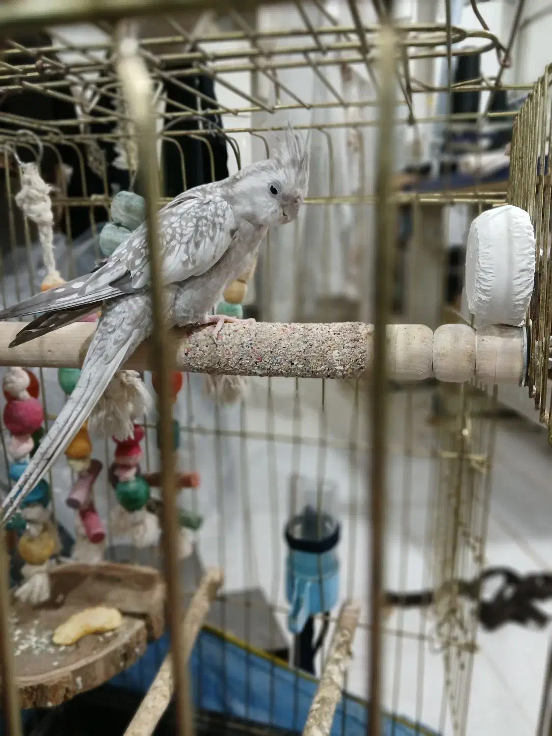 عروس هلندی ماده سالم و آمادگی برای تخم گذاری|پرنده|باقرشهر, |دیوار