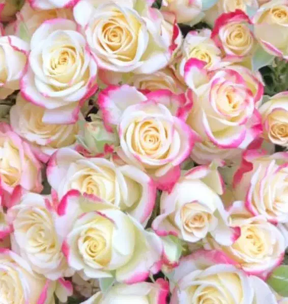 راهنمایی میخوام|فعالیت داوطلبانه|بندر ماهشهر, |دیوار