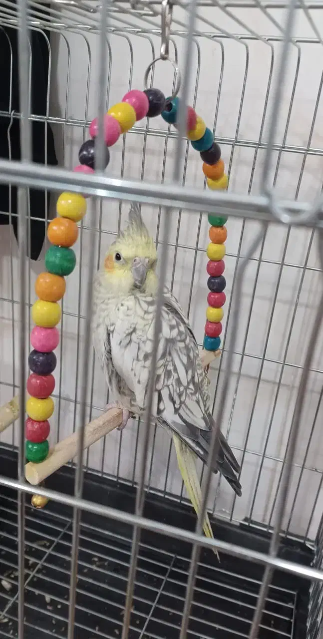 عروس هلندی|پرنده|اصفهان, عطار نیشابوری|دیوار