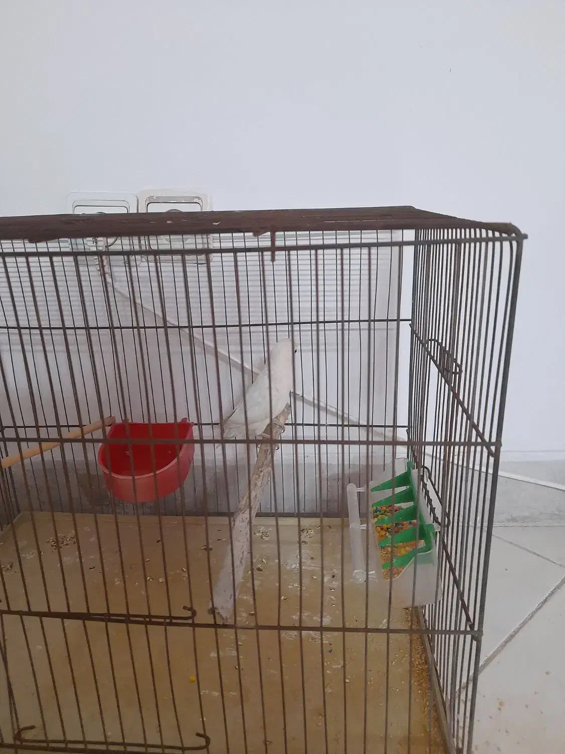 طوطی برزیلی|پرنده|فردیس, فردیس|دیوار