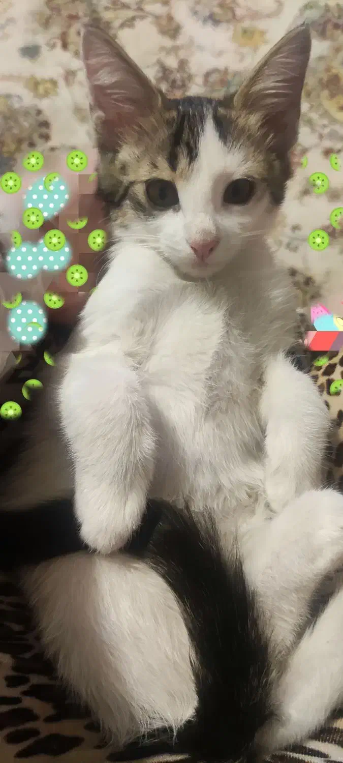 گربه|گربه|سراب, |دیوار