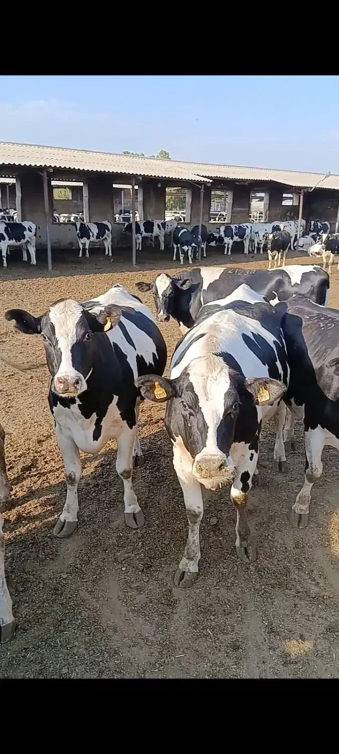 تلیسه آبستن صتعتی|حیوانات مزرعه|تهران, امیریه|دیوار