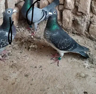 کفتر پلاکی مسافتی المانی سبز پولکی|پرنده|مشهد, شهید علی محمدی|دیوار