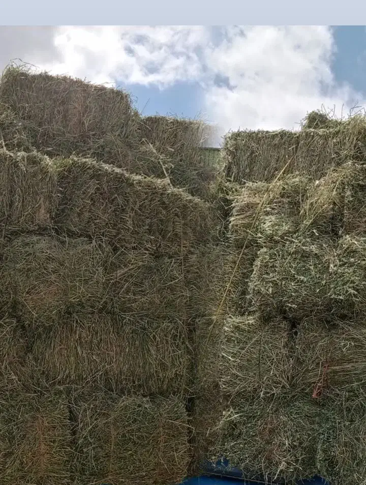 خرید و فروش یونجه و کاه|خدمات باغبانی و درختکاری|میانه, |دیوار