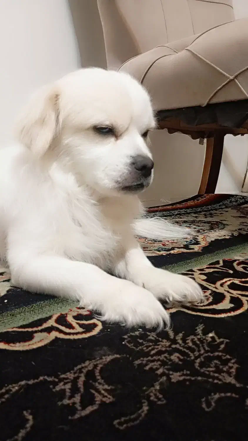 سگ پاپی پا کوتاه|سگ|پرند, فاز ۶|دیوار