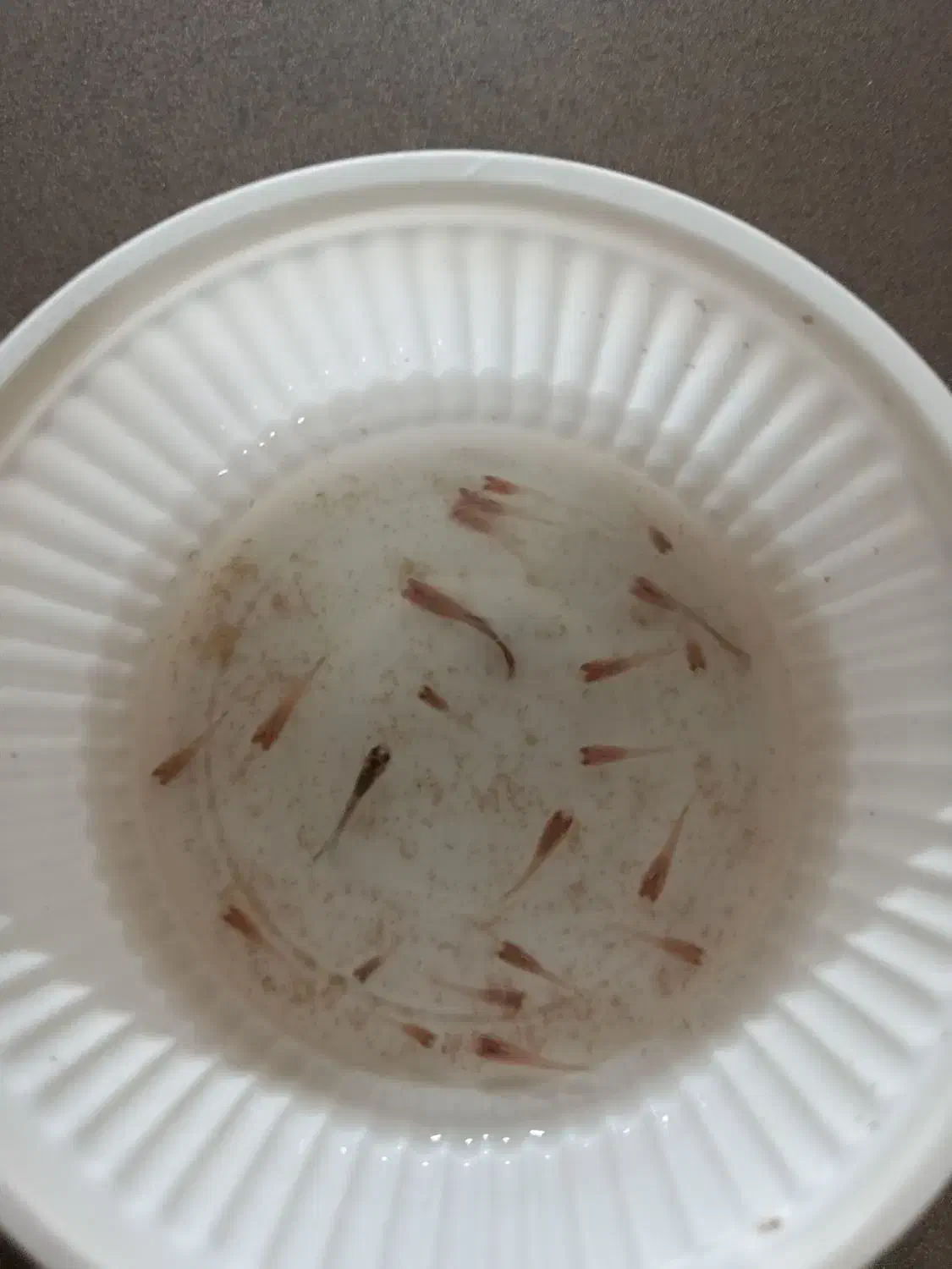 بچه گوپی|ماهی|مشهد, ادیب نیشابوری (شهرک غرب)|دیوار