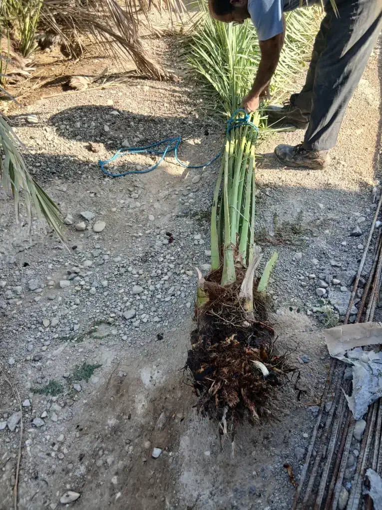 پاجوش برحی اصل|گل و گیاه طبیعی|خورموج, |دیوار