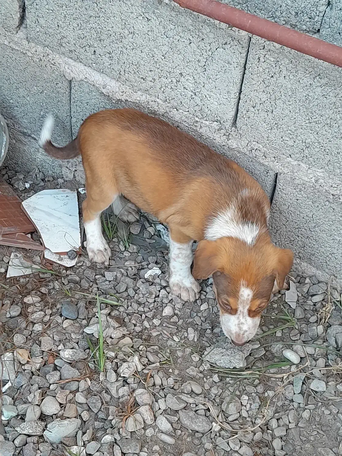 سگ نرگله پجه درشت|سگ|کوچصفهان, |دیوار