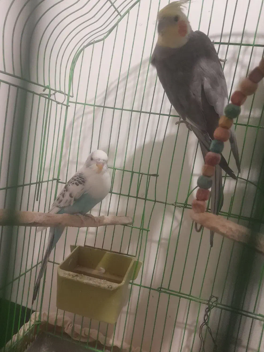 عروس هلندی و مرغ عشق|پرنده|بناب, |دیوار