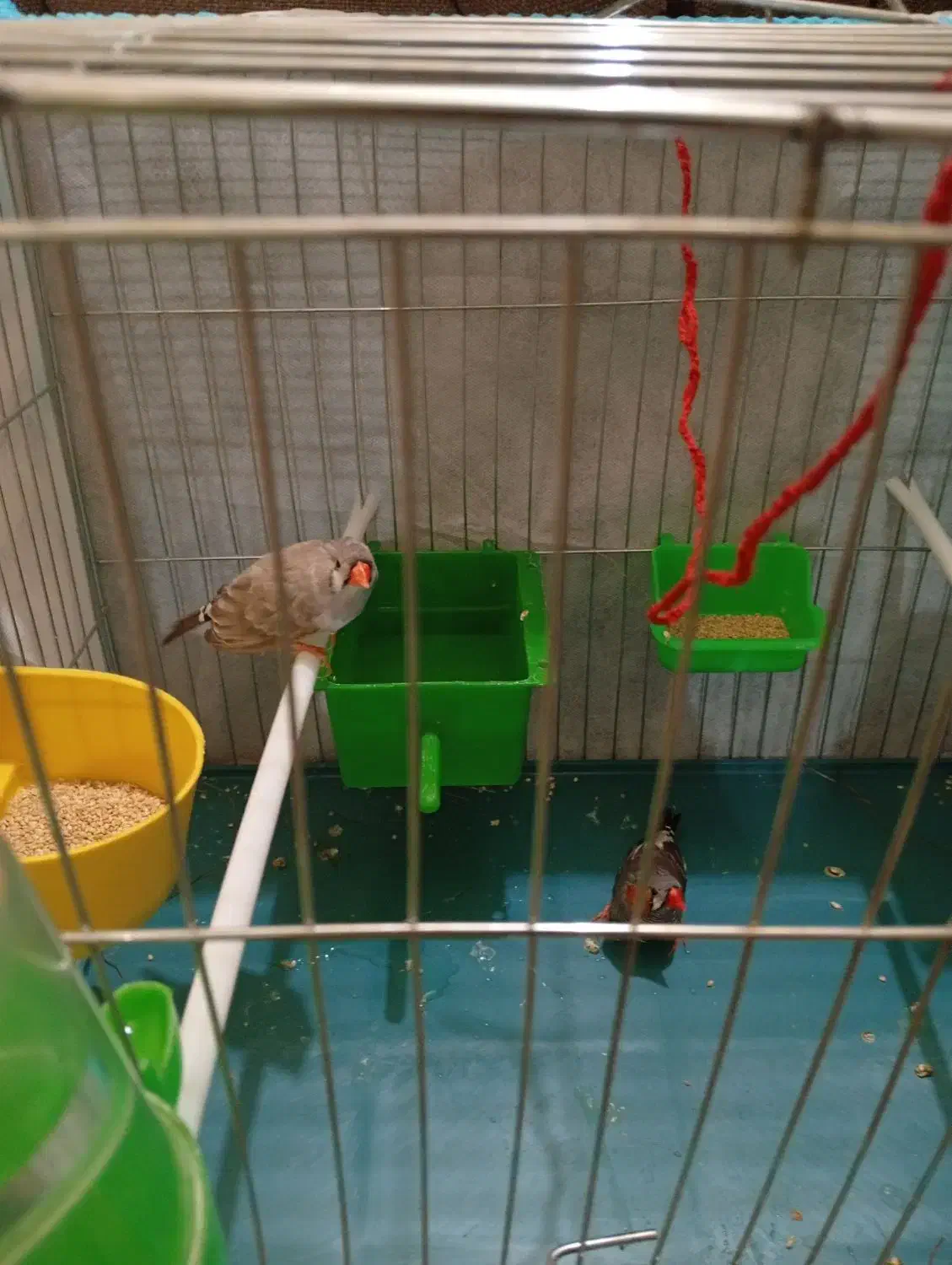 نر و ماده|پرنده|بندرعباس, |دیوار