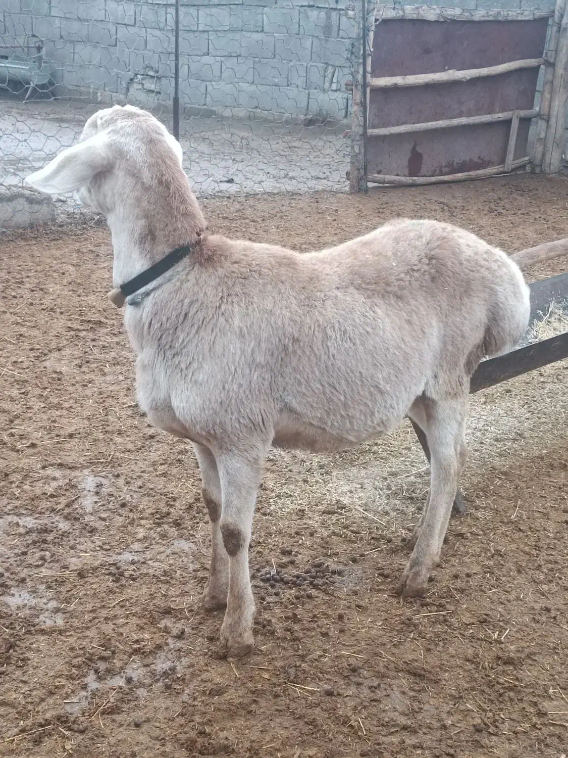 بره چینی|حیوانات مزرعه|یاسوج, |دیوار