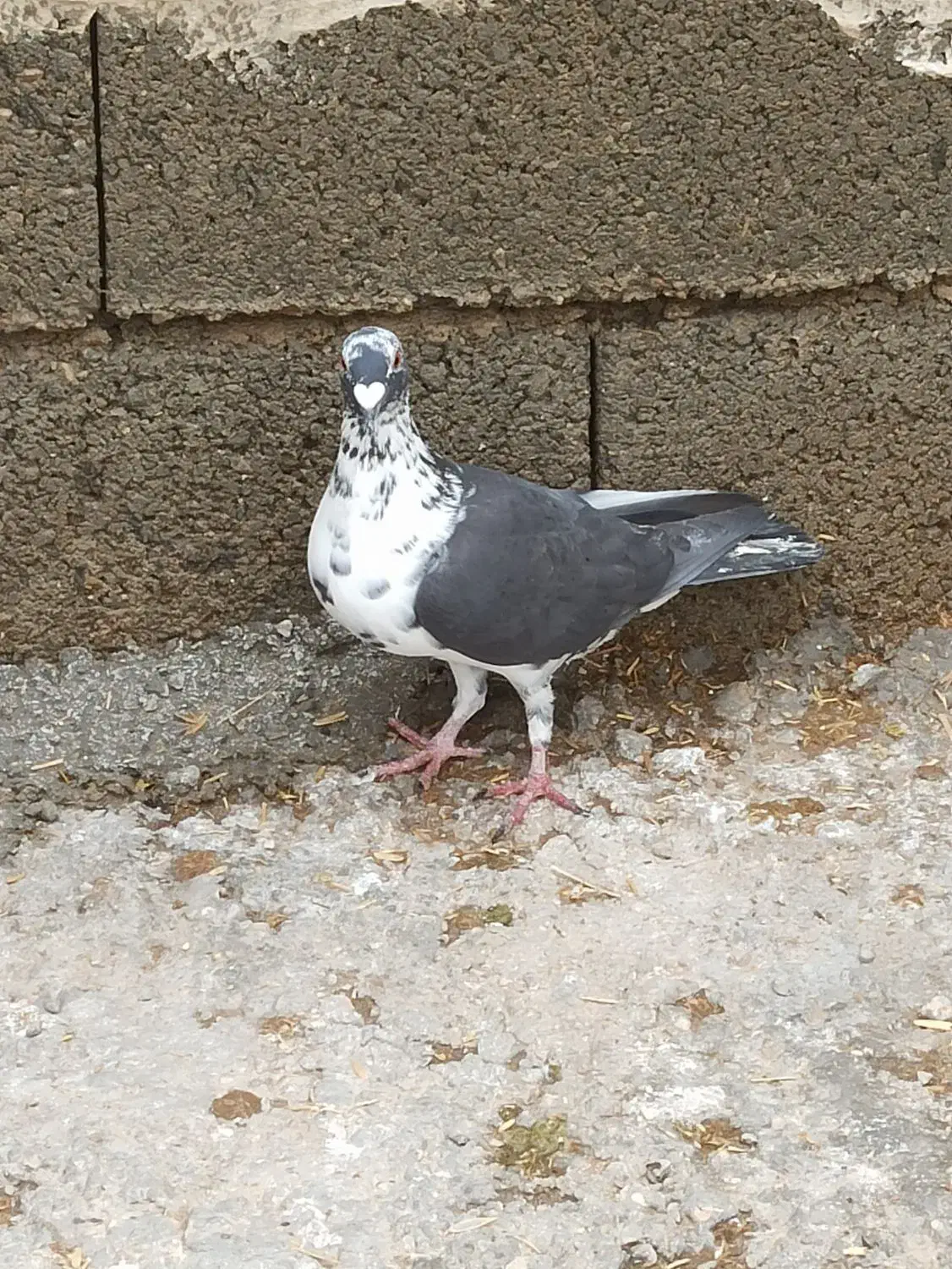 بزک. سینه سفید. گوره. کشکی. پلاکی|پرنده|فراشبند, |دیوار