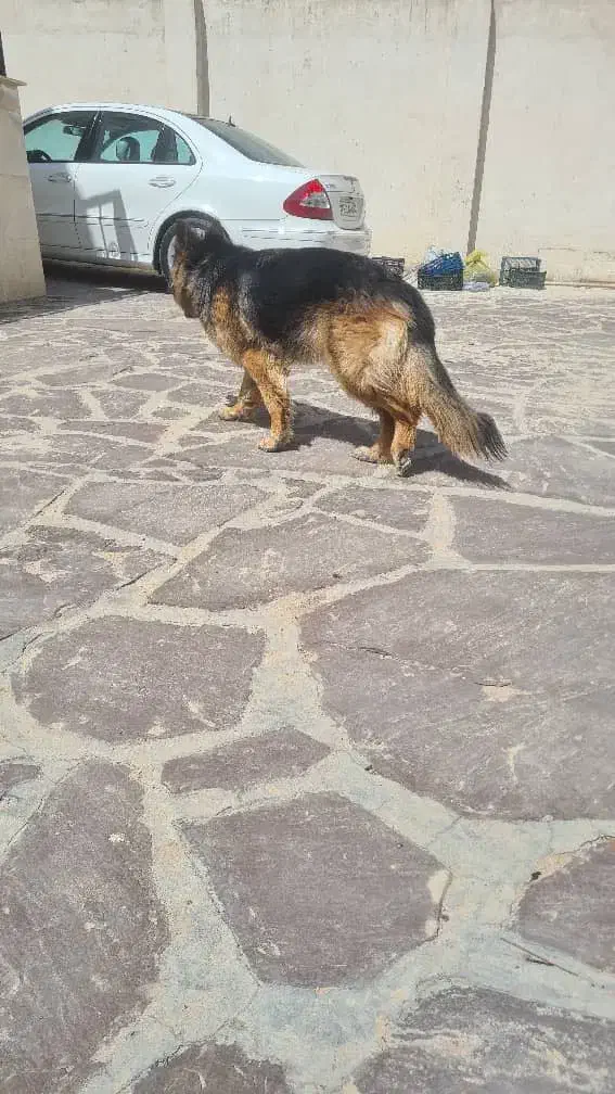 ژرمن شپرد ماده ۲ساله|سگ|صحنه, |دیوار