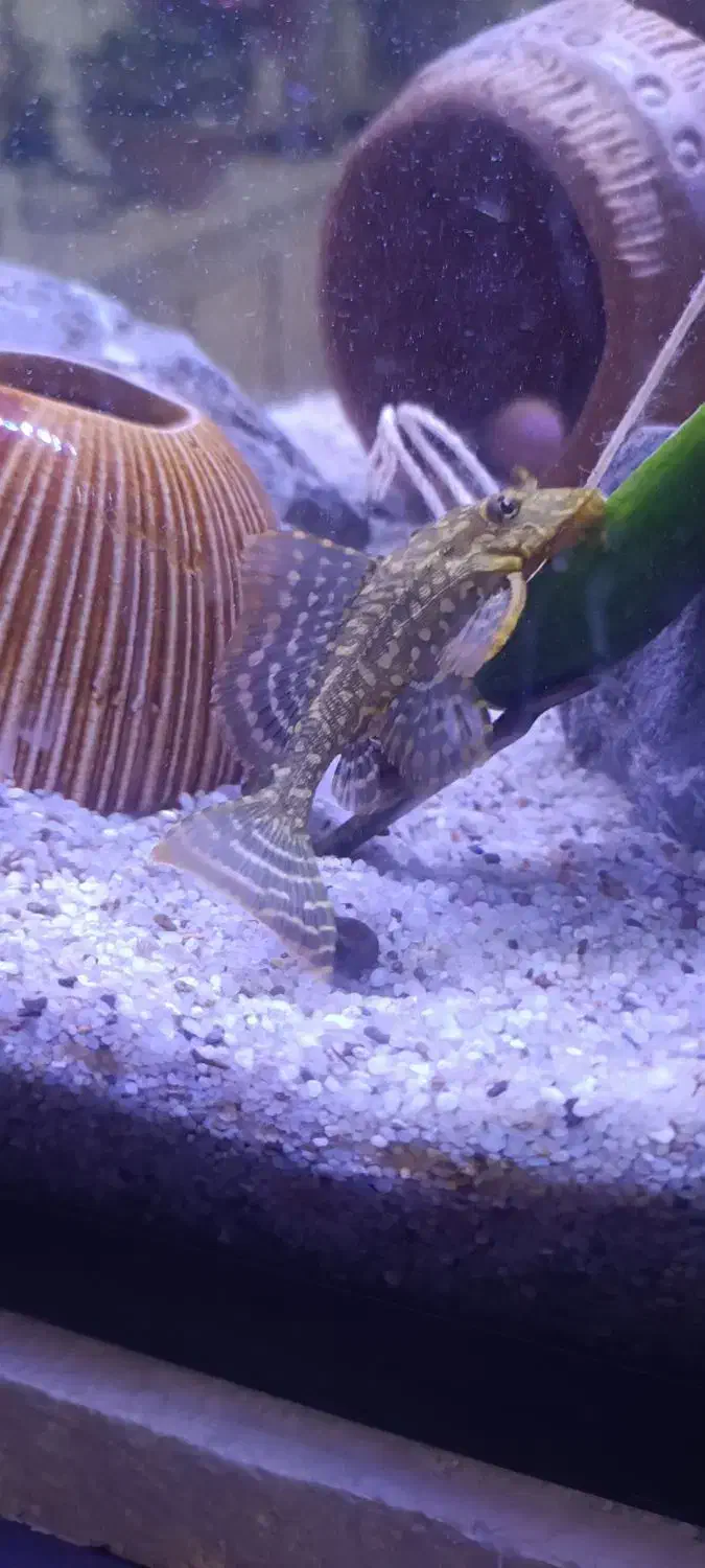 لجن خوار اسپورت|ماهی|کرمان, |دیوار