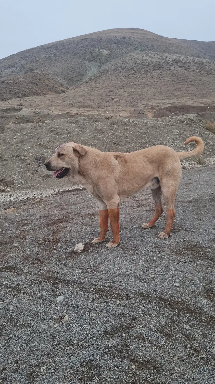 گمشده|حیوانات|خوی, |دیوار