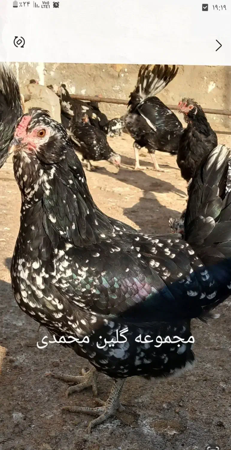 مرغ و خروس گلین|حیوانات مزرعه|شاهین‌شهر, خانه کارگر|دیوار